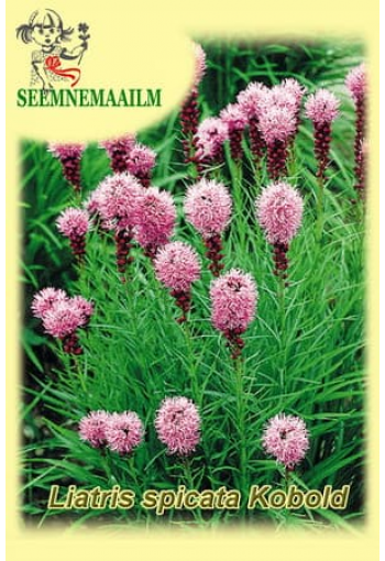 Liatris tähkjas "Kobold Strain"