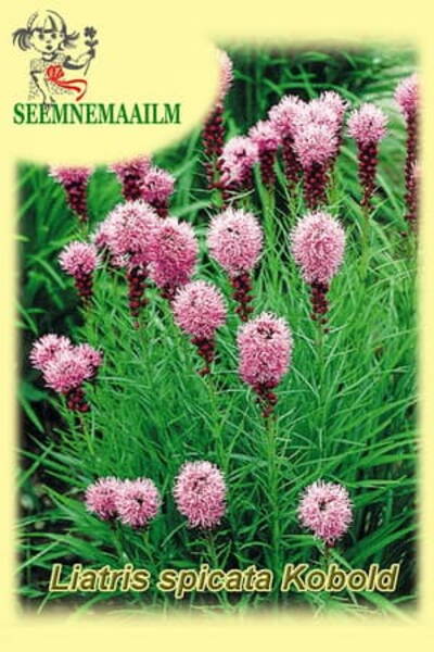 Лиатрис колосковая "Кобольд" (Liatris spicata)