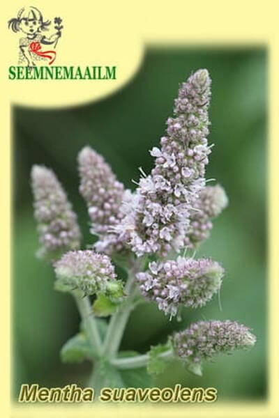 Мята душистая (мята яблочная, мята ананасная) Mentha suaveolens