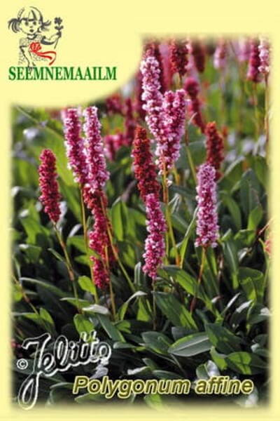 Горец родственный (Polygonum affine)