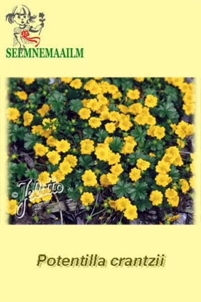 Mägimaran Potentilla crantzii