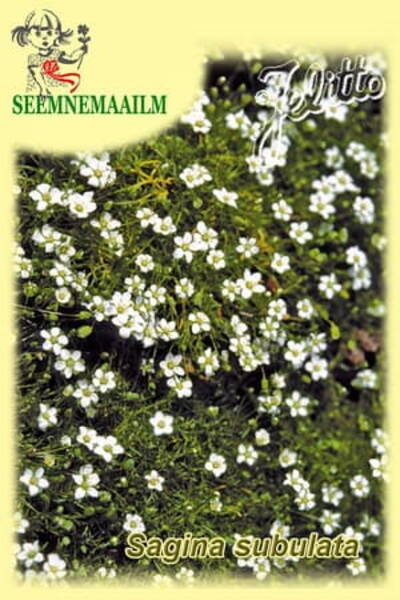 Kesakann nõeljas