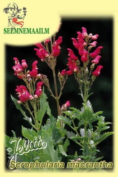 Mimbres Figwort (Redbirds in a Tree)