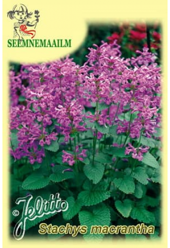 Буквица крупноцветковая (Чистец крупноцветковый) Stachys macrantha