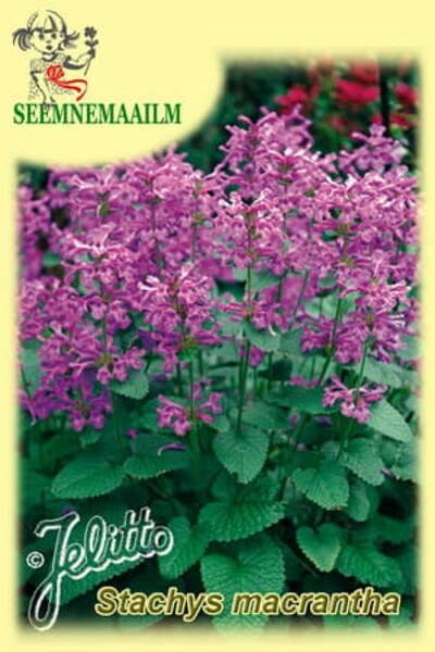 Буквица крупноцветковая (Чистец крупноцветковый, стахис) Stachys macrantha