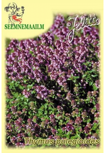 Greater Wild Thyme (Field Thyme)