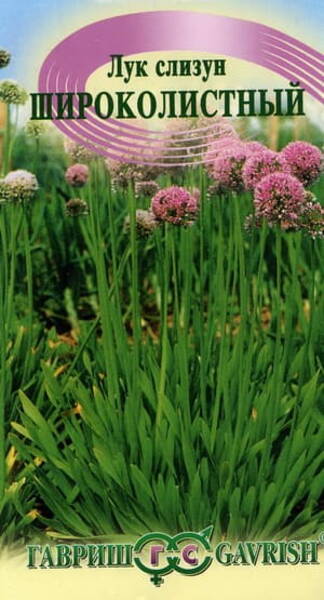 Siberian Garlic Chives "Shirokolistny" 