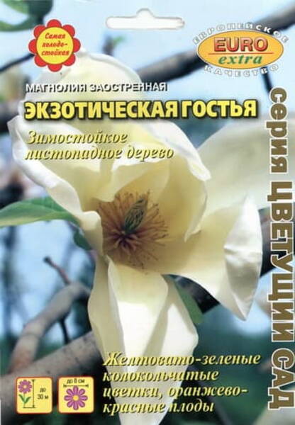 Teravalehine magnoolia Magnolia acuminata