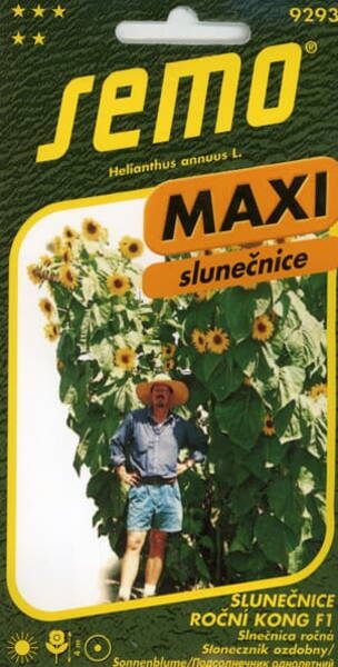 Sunflower ''Kong'' F1 (Titan)