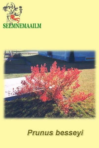 Liiv-kirsipuu Prunus besseyi