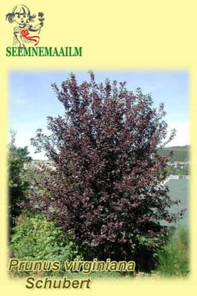 Virgiinia toomingas "Schubert" Prunus virginiana