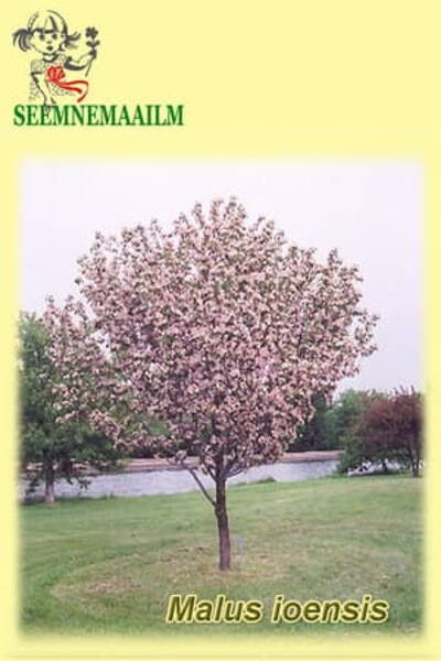 Яблоня айовская (Malus ioensis)