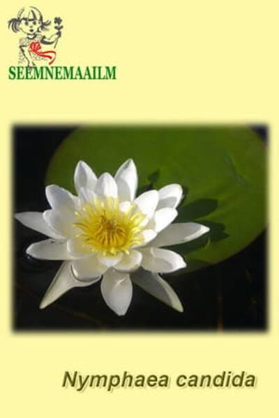 Water-lily