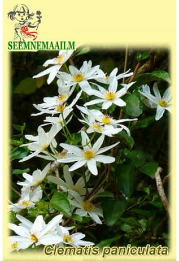 Leatherleaf clematis (sweet autumn virginsbower, yam-leaved clematis)