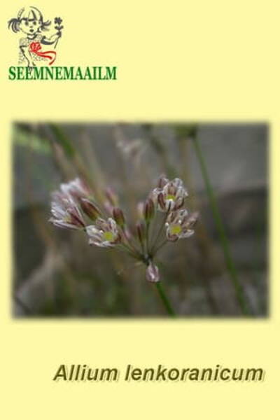 Lenkorani lauk