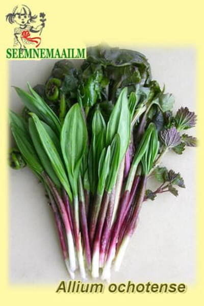 Okhotsk onion (korean wild garlic)
