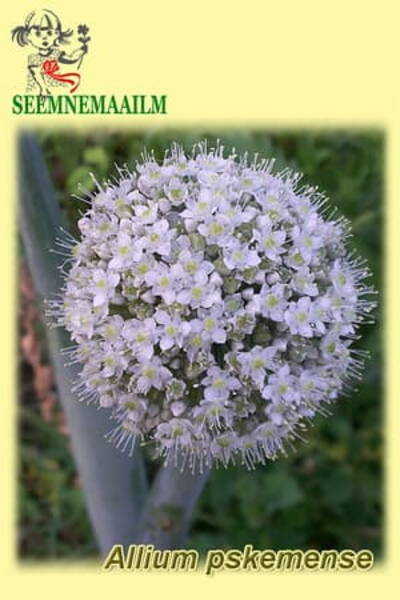 Лук пскемский (Allium pskemense)