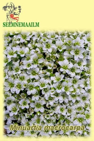 Minuartsia suureviljaline 