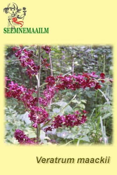 Maacki upsujuur Veratrum maacki