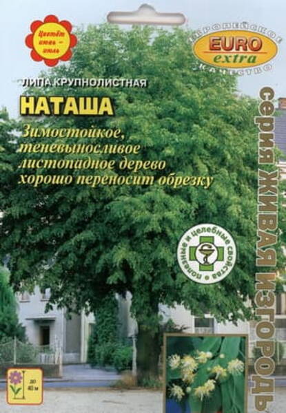 Bigleaf linden "Natasha"
