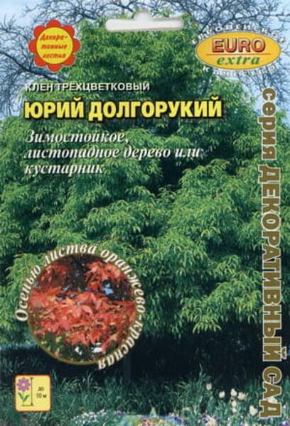 Three-flowered Maple "Juri Dolgoruky"