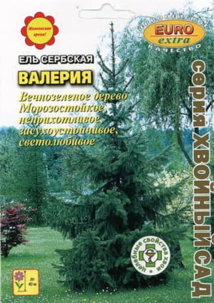 Serbia kuusk "Valeria" Picea omorica