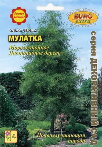 Sanglepp (must lepp) "Mulatka" Alnus glutinosa