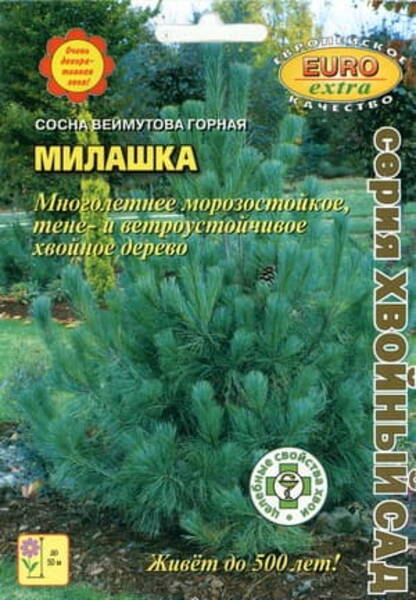 Läänemänd "Milashka" Pinus monticola