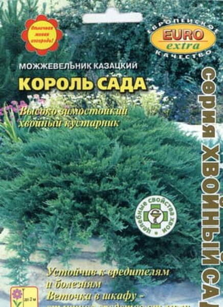 Sabiina kadakas (kasakakadakas) "Korol Sada" Juniperus sabina