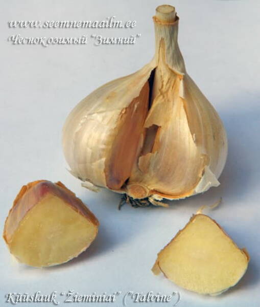 Küüslauk talvine "Žiemiai" (taliküüslauk)