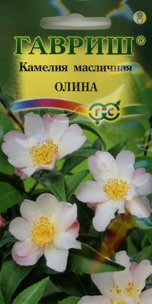 Õlikameelia "Olina" Camellia oleifera