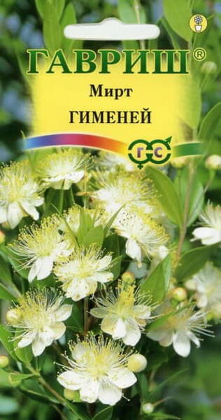 Мирт "Гименей" Myrtus communis