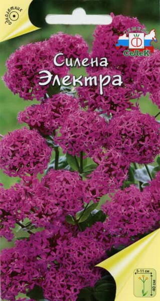 Rosenglim "Electra"