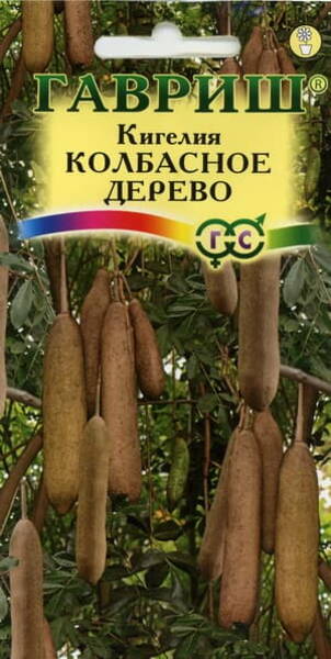 Кигелия "Колбасное дерево" (Kigelia africana)