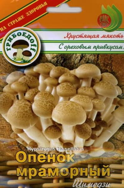Bokträdchampinjon Hypsizygus tessellatus