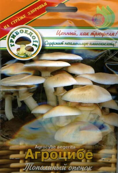 Chestnut mushroom (Velvet pioppino)