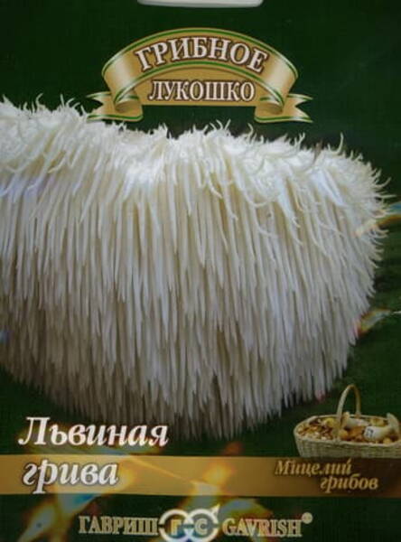 Lõvilakk Hericium erinaceus
