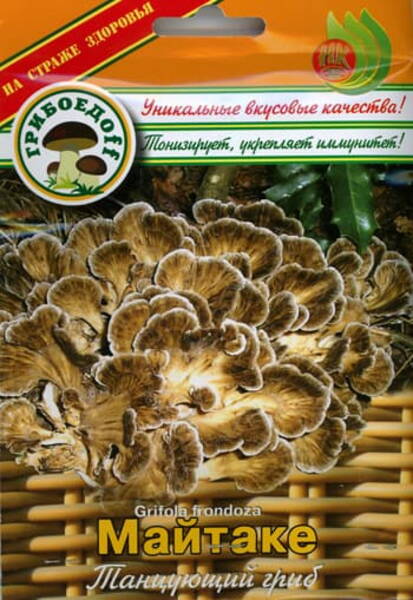 Leht-kobartorik Grifola frondoza