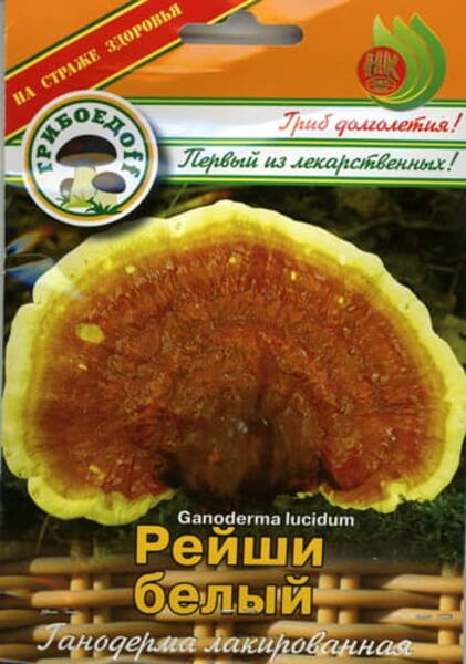 Lakkvaabik (läikvaabik) Ganoderma lucidum