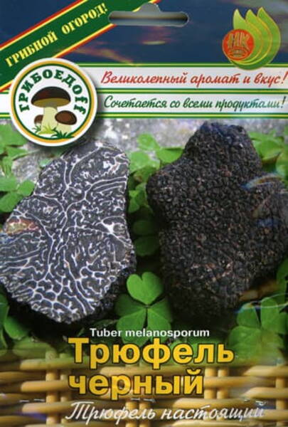 Must trühvel Tuber melanosporum