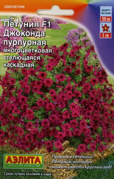 Petunia "Gioconda Purple" F1 Petunia "Gioconda Purple" F1