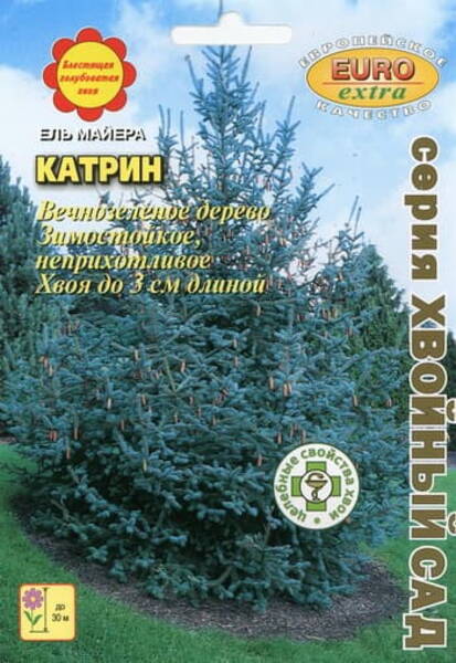 Meyeri kuusk "Katrin" Picea meyeri