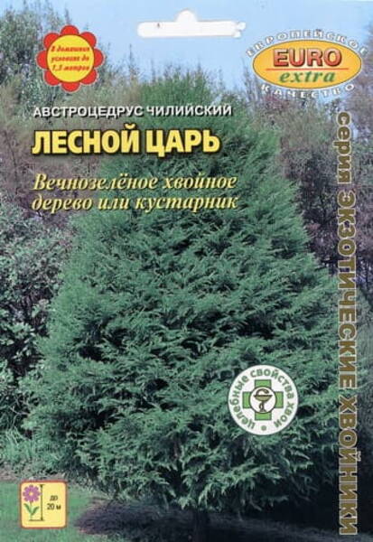 Tšiili lõunaseeder "Lesnoy Tsar" Austrocedrus chilensis