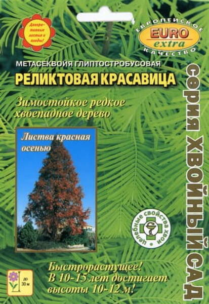 Metasekvoia "Reliktovaja Krasavitsa" Metasequoia glyptostroboides