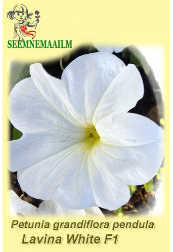 Petunia grandiflora pendula "Lavina White" F1