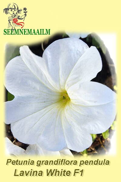 Petunia grandiflora pendula "Lavina White" F1