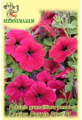 Petunia "Lavina Purple Star" F1