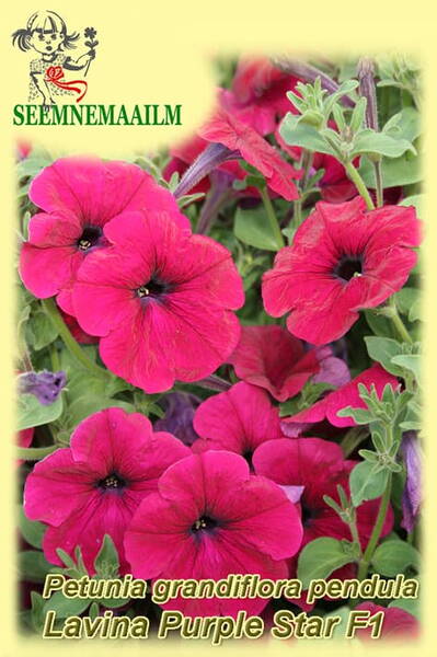 Petunia "Lavina Purple Star" F1