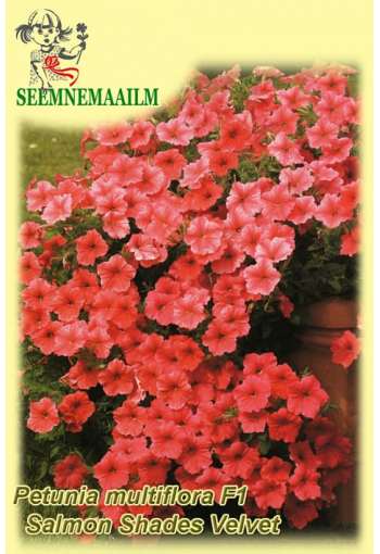 Surfinia "Salmon Shades Velvet" F1 (ampelous petunia)