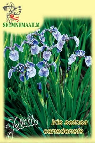 Canada Beach-head Iris